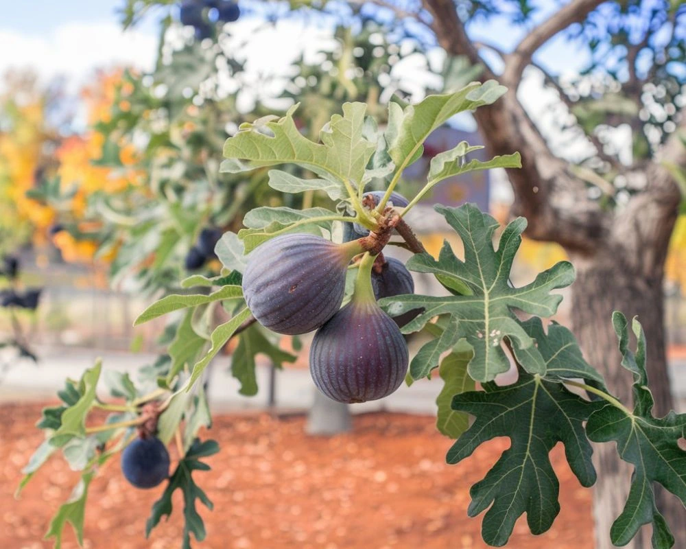 fig tree