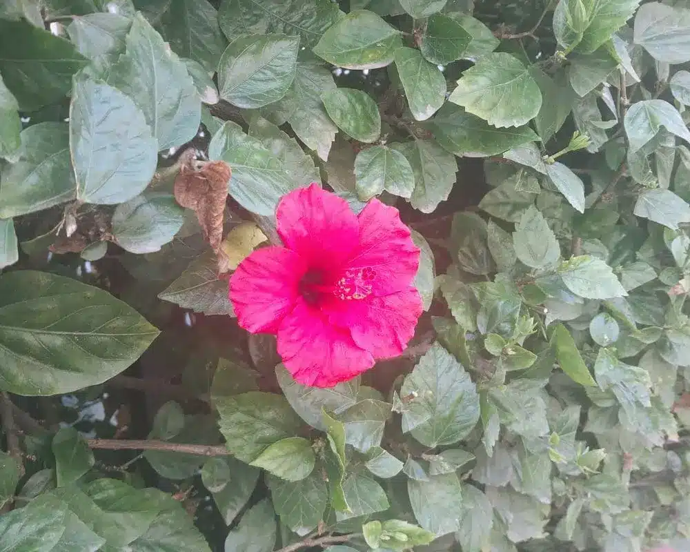 A single bright red hibiscus flower blooming against a dense green leafy background.