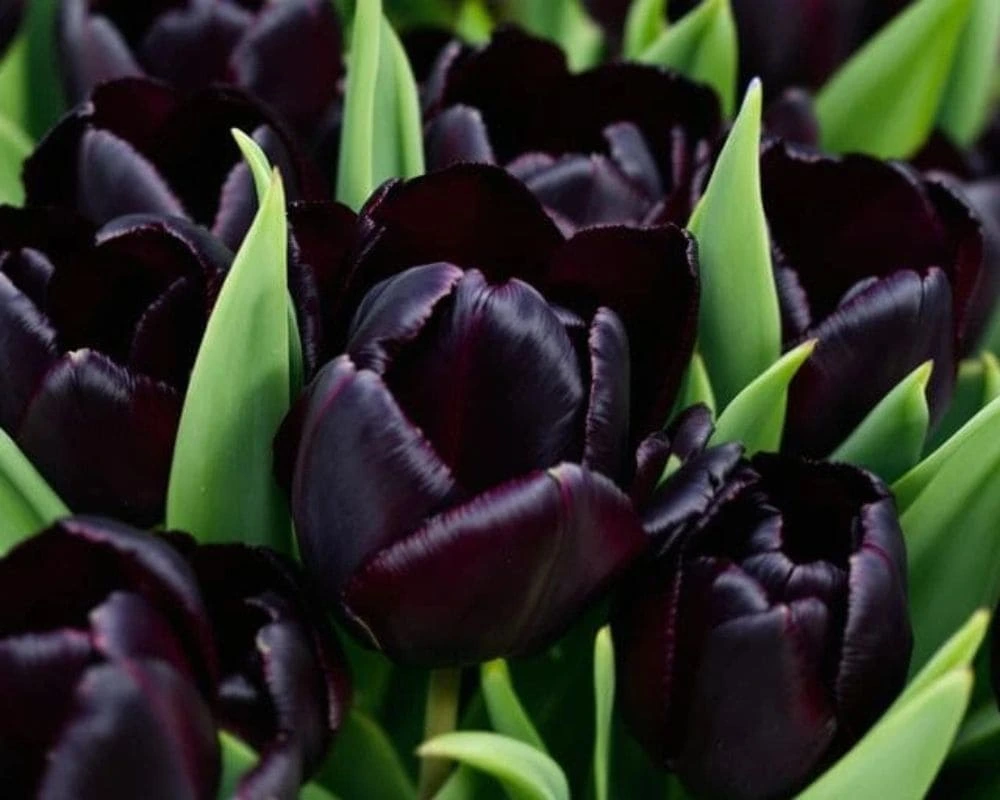 Black tulips in a garden with green leaves.