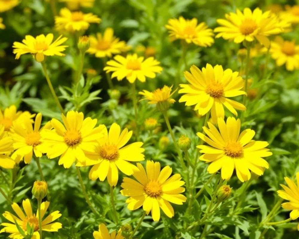 A vibrant yellow Coreopsis plant in full bloom in a sunny garden.