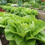 Healthy butterhead lettuce growing in a garden with lush, green leaves.