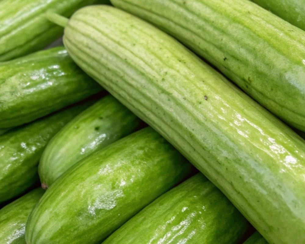 Close-up view of Armenian cucumbers showing their smooth texture and elongated shape.