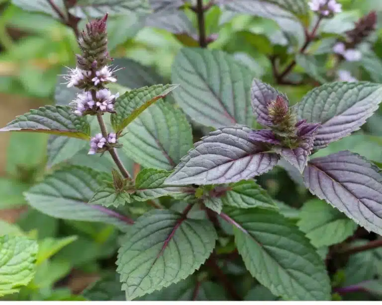 Close-up of a chocolate mint plant with purple-tinged green leaves and small white flowers.