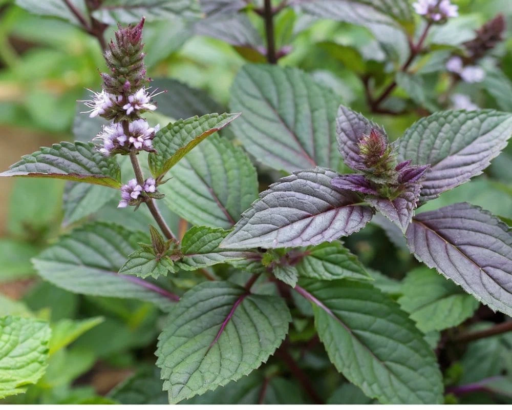 Close-up of a chocolate mint plant with purple-tinged green leaves and small white flowers.