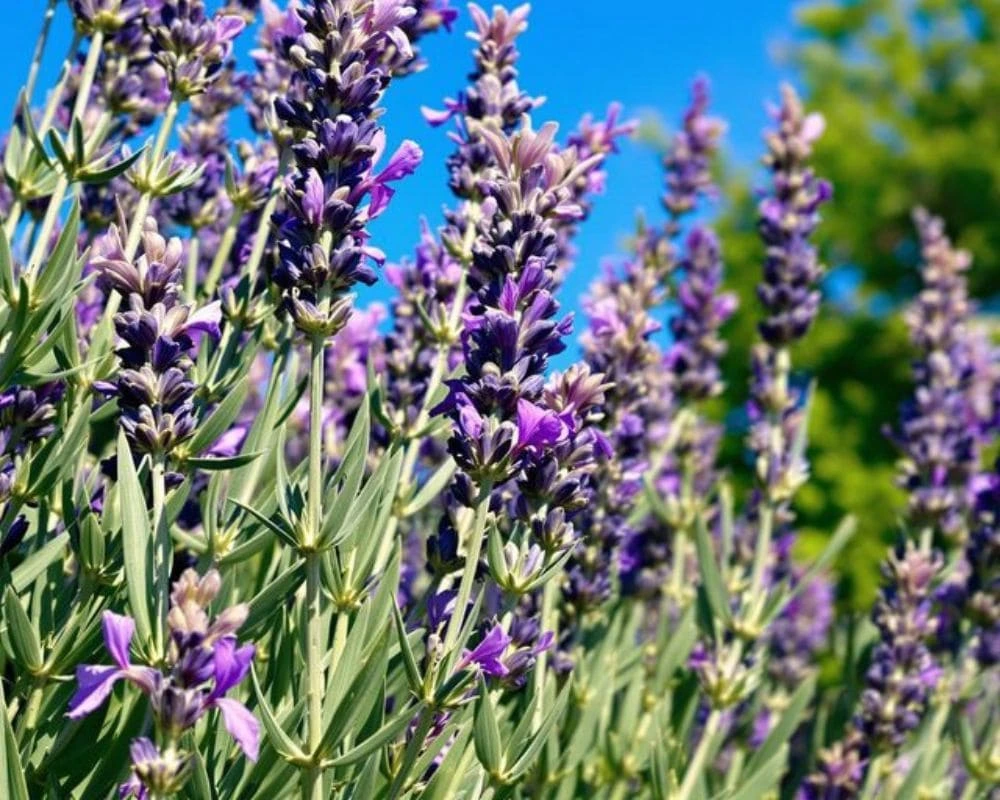 Lavender tree with purple flowers in full bloom.