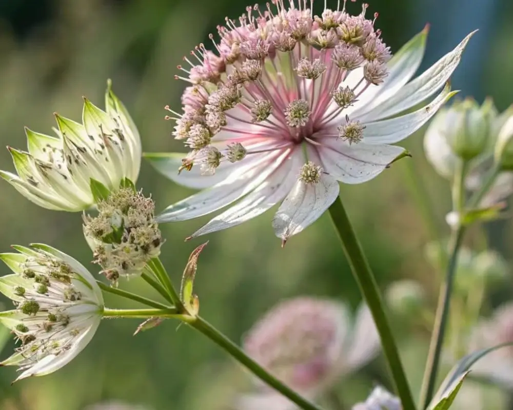 Close-up of an Astrantia flower with delicate bracts surrounding its central bloom.