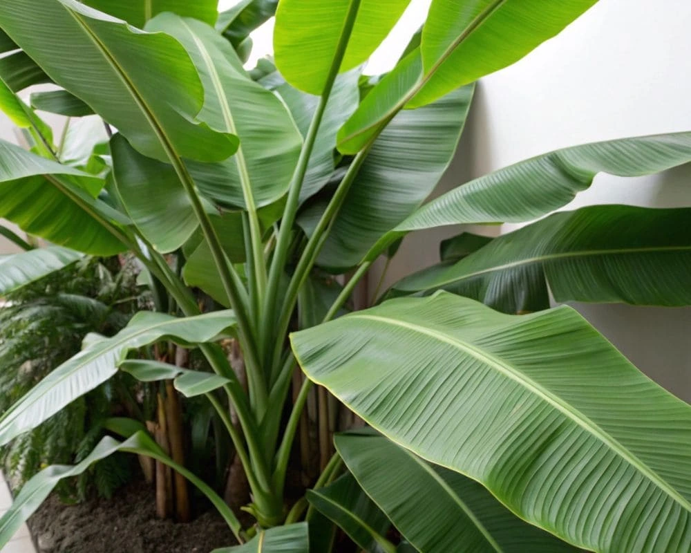 A vibrant, healthy banana leaf plant with glossy green leaves in a minimal indoor setting