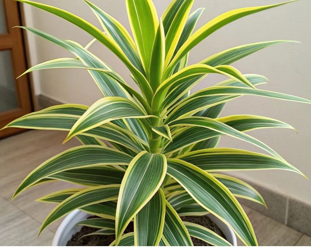 A vibrant Song of India plant (Dracaena reflexa) in a decorative pot, placed in a bright indoor setting with lush green leaves.