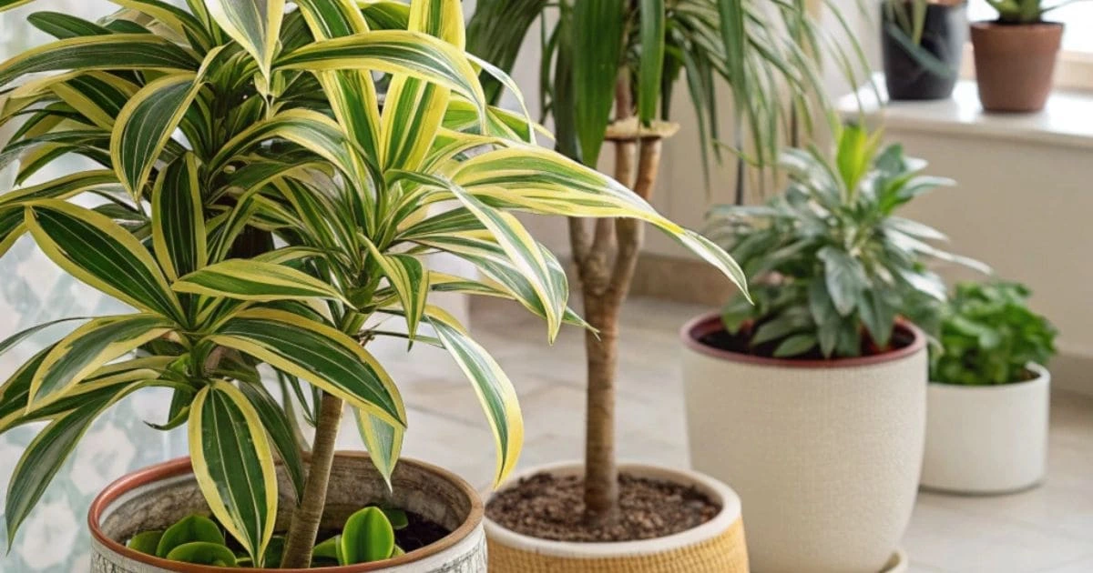  Different varieties of the Song of India plant with green and yellow-striped leaves in decorative pots.