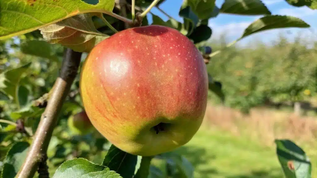 Melrose red apples hanging on a tree branch, ripe and ready for harvest