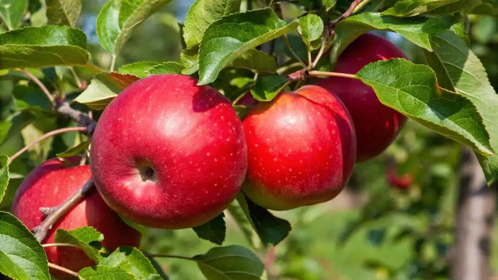 Reinette Étoilée apples on a tree, featuring their distinct red and yellow speckled skin.